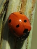 Coccinella septempunctata