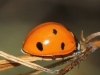 Coccinella septempunctata