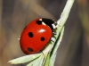 Coccinella septempunctata