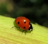 Coccinella septempunctata