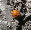 Coccinella septempunctata