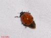 Coccinella septempunctata
