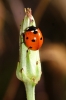 Coccinella septempunctata