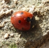 Coccinella septempunctata