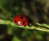 Coccinella septempunctata