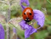 Coccinella septempunctata