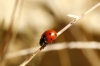 Coccinella septempunctata