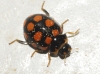 Coccinula quatuordecimpustulata