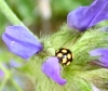Coccinula quatuordecimpustulata