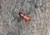 Cryptolestes ferrugineus (Stephens, 1831)