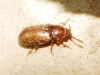 Cryptophagus sp.