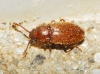 Cryptophagus sp.