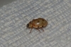 Harmonia quadripunctata