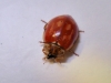 Harmonia quadripunctata