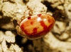 Harmonia quadripunctata