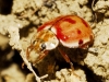 Harmonia quadripunctata