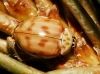 Harmonia quadripunctata
