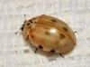 Harmonia quadripunctata
