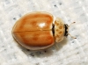 Harmonia quadripunctata