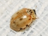 Harmonia quadripunctata