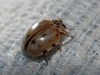 Harmonia quadripunctata