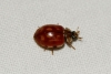 Harmonia quadripunctata