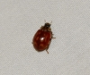 Harmonia quadripunctata