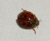 Harmonia quadripunctata