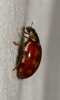 Harmonia quadripunctata