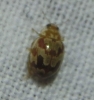 Myrrha octodecimguttata