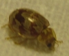 Myrrha octodecimguttata