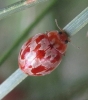 Myrrha octodecimguttata