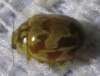 Myrrha octodecimguttata