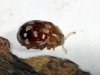 Myrrha octodecimguttata