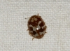 Myrrha octodecimguttata