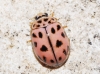 Oenopia conglobata