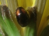 Olibrus bicolor (Fabricius, 1792)