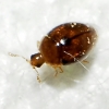 Orthoperus sp.