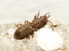 Oryzaephilus surinamensis (Linnaeus, 1758)