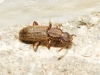 Oryzaephilus surinamensis (Linnaeus, 1758)