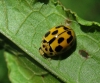 Propylea quatuordecimpunctata