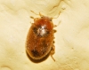 Rhyzobius litura (Fabricius, 1787)