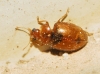 Rhyzobius litura