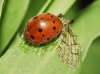 Subcoccinella vigintiquatuorpunctata