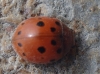 Subcoccinella vigintiquatuorpunctata
