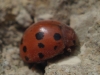 Subcoccinella vigintiquatuorpunctata