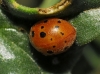 Subcoccinella vigintiquatuorpunctata