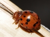 Subcoccinella vigintiquatuorpunctata