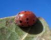 Subcoccinella vigintiquatuorpunctata