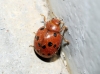 Subcoccinella vigintiquatuorpunctata